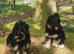 Portuguese sheepdog cross puppies