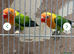 Mutations lovebirds
