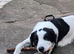 8 month old male Springador