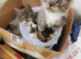 Maine coon and domestic kittens