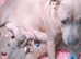 Staff puppies