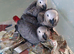 Baby African grey parrots