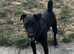 Stunning black Patterdale male