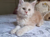 MAINECOON KITTEN AVAILABLE FOR REHOMING