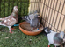 Racing pigeons