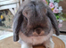 4 Gorgeous mini lops for sale