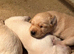 Stunning litter of KC reg yellow Labrador puppies