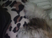 Bichon havaneze