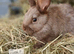 LAST 2 Beautiful female bunnies looking for their new homes!