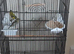 2025 Black hooded siskin cock and green hen