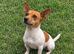 Jack Russel pups