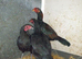 Trio of aseel