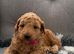 F1BB 3rd generation. miniature labradoodles