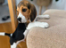 One gorgeous male beagle puppy available