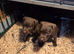 Patterdale pups 4 sale