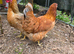 6 Hatching eggs