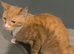 American shorthair