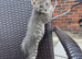 Beautiful kittens