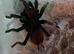 SALE* Pair M/F Tliltocatl vagans (Campeche pure blood) aound the 4" - 5"inch+ DLS.