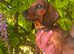 Gorgeous Red Male Champion Pedigree