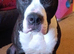 American bully
