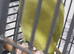 Beautiful baby ringneck talking parrot