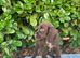 Cocker spaniel