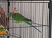 Plumhead Parakeets x 2
