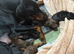 Doberman for stud (proven)