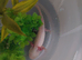 Albino axolotl