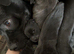 5 beautiful puppies