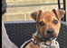 Adorable 4-Month-Old Jug Puppy (Pug x Jack Russell) Looking for a Loving Home