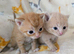 Pretty kittens > British Blue x Calico half Bengal from £100