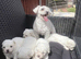 Gorgeous Maltese Toy puppies