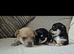 3 males jackawawa pups for sale