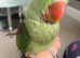 Super super HandReared Silly Tame Alexandrine