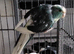 Blue / Cream Kakariki