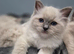 Pedigree Ragdoll kittens