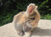 STUNNING MAXI FULL FACE ANGORA BABIES