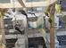 Budgies
