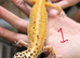 Female 2024 leopard gecko