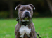 Staffordshire bull terriers