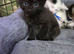 Gorgeous kittens ready to reserve