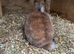 Mini Rex Buck READY NOW