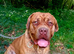 Neo x french mastiff x cane corso for STUD