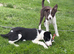 Border collie puppies