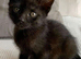 Black kitten