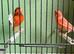 Red factor canaries