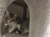 Gorgeous Bengal Kittens – 3 Boys