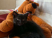 British shorthair x